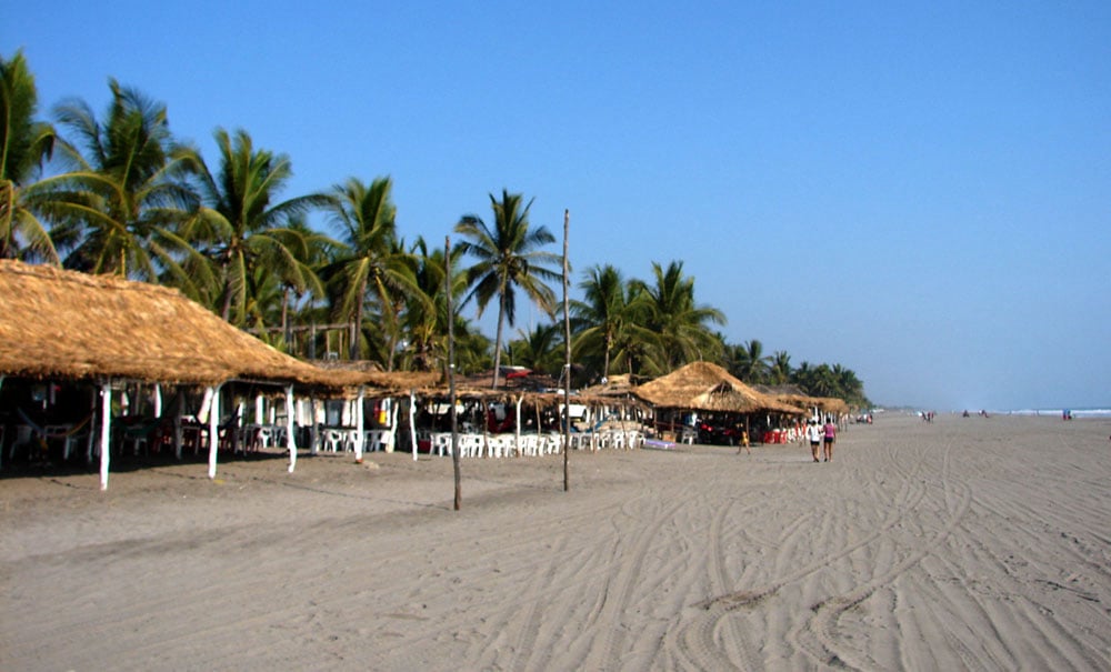 Arista